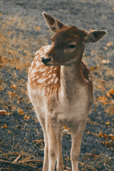 Beautiful deer in the forest.