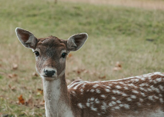 Beautiful deer in the forest.