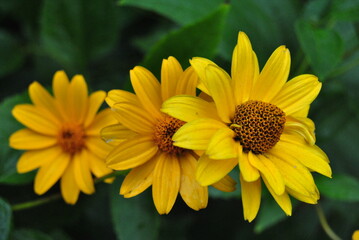 Three bright yellow autumn flowers in one line on the green background