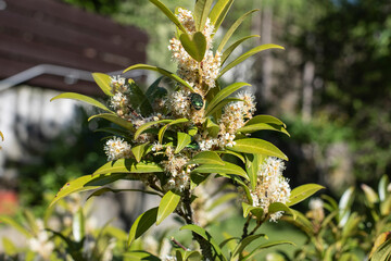 Fototapeta premium a rose chafer on the flowers of a cherry laurel