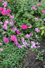 a wilting rose shrub with pink petals