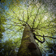 Obraz premium Blich in eine frische grüne Baumkrone. Quadratisch.