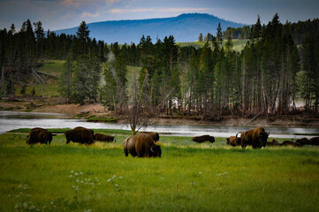 herd of bison in field with river and mountains in background  - Powered by Adobe