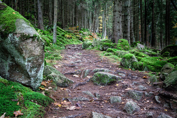 Steiniger Wanderweg im Harz mit mystischer Atmosphäre mit Felsen und Moos.