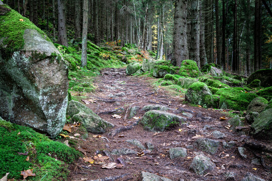 Steiniger Wanderweg im Harz mit mystischer Atmosph&auml;re mit Felsen und Moos.