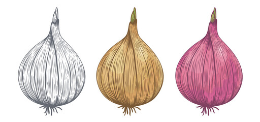 Vector vintage illustration on onion.
