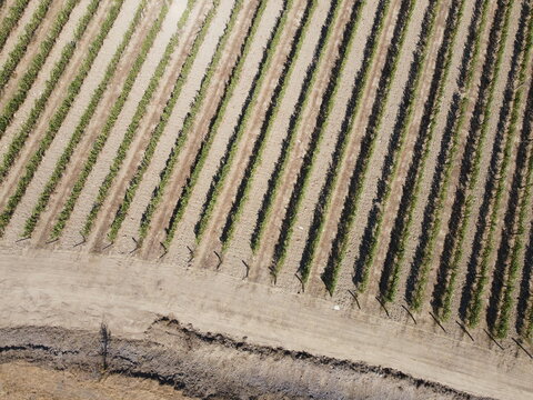 Tuscan vineyard seen from the drone