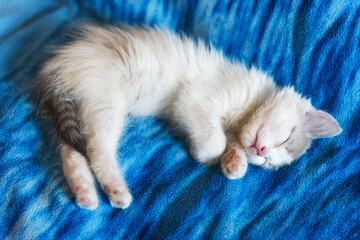 Portrait of a white kitten with red stripes, on a blue soft blanket. The cat is resting on the bed.