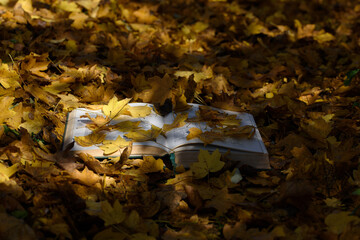An open book covered with dry leaves. Autumn concept. 