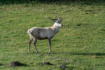 Fototapeta premium deer in the grass