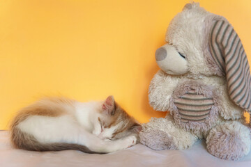 The cat is sleeping on the bed and there is a toy bear next to it.