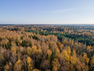 Autumn untouched mixed tree forest to the horizon.