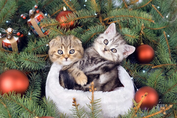 Kittens among the Christmas tree branches and Christmas balls. Kittens lie in a Santa hat and look at the camera.
