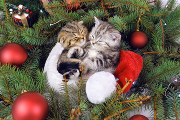 Fototapeta na wymiar Two kittens sleep in a santa hat. Kitten in New Year's and Christmas decorations. Kittens among the Christmas tree branches and Christmas balls.