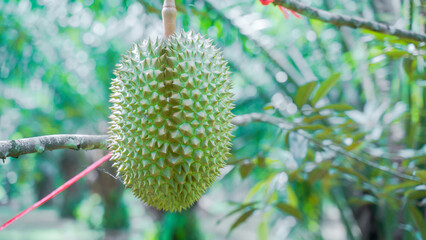 background Durian Fruit Season, Monthong Thai Street Food    Thai Street Food fruit king.