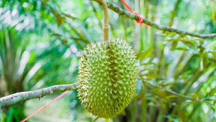 background Durian Fruit Season, Monthong Thai Street Food    Thai Street Food fruit king.