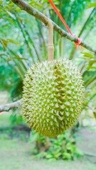 background Durian Fruit Season, Monthong Thai Street Food    Thai Street Food fruit king.