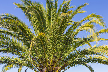 Large tropical palm tree against the sky