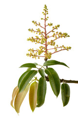 mango flower with leaves, isolated on white background, closeup view