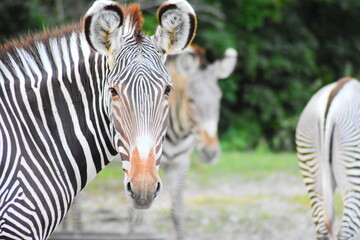zebra in the zoo