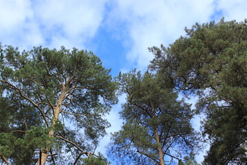 Bottom view of tall beautiful pine trees. Russia.