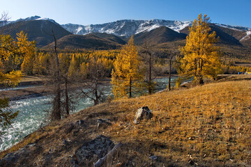 Fototapeta na wymiar Russia. The South of Western Siberia, the Altai Mountains. Autumn on the Chuya River at the foot of the North Chuya Mountain range along the Chuya tract.
