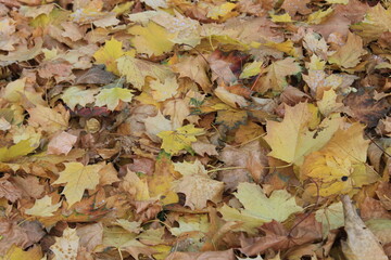 Yellow leaves on the lawn. Russia.