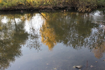 Reflection of trees illuminated by the sun in the water. Russia.