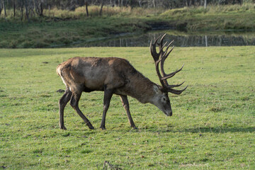 deer stag