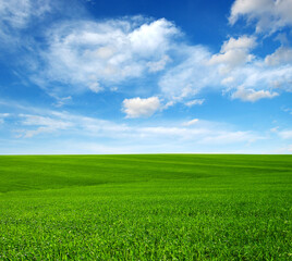 Green grass field