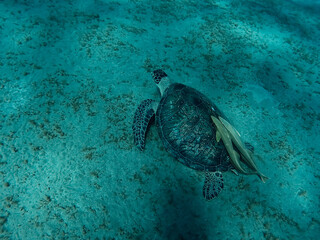 Obraz premium Turtle in the Red Sea