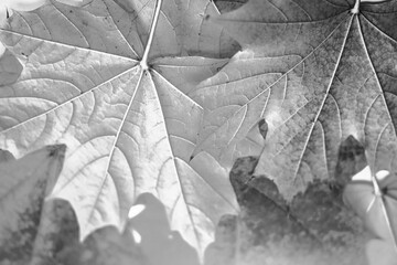 autumn landscape. Black and white photography.