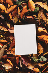 White cards in the autumn forest, near leaves and grass