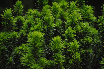 close up of a bright green fern as background