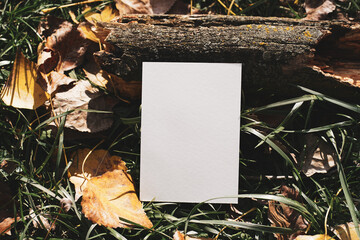 White cards in the autumn forest, near leaves and grass