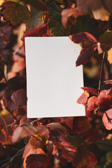 White cards in the autumn forest, near leaves and grass