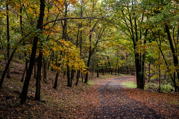 Fall foliage lines the path.
