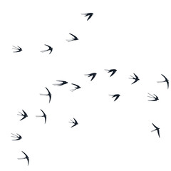 Fototapeta premium Flying swallow birds silhouettes vector illustration. Nomadic martlets flock isolated on white.