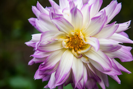 A white and purple dahlia blooms.