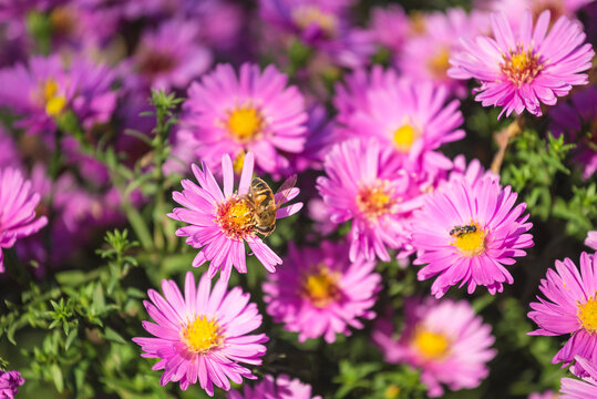 Beautiful blooming purple asters and bee on sunny day