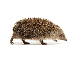 Hedgehog  isolated on white