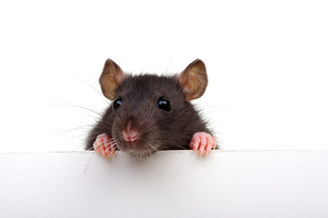 Rat looking close up isolated on white