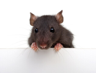 Rat looking close up isolated on white