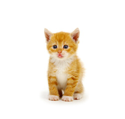 Kitten isolated on a white background.