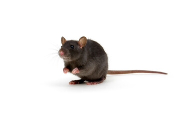 Rat isolated on white background.