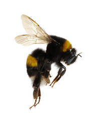 bumblebee isolated on the white - obrazy, fototapety, plakaty