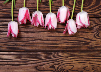 Beautiful pink tulips on wood  background
