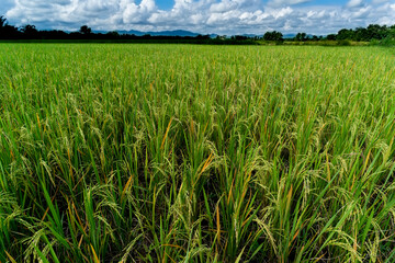 Rice field scenery in the harvest season, Asia