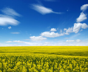 Obraz premium golden field on sky
