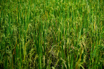 Rice field scenery in the harvest season, Asia